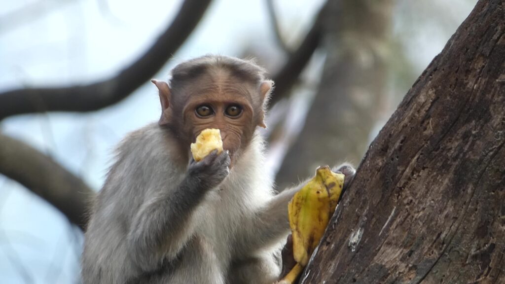 Monkey eats Banana