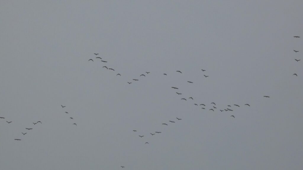 Birds Migration