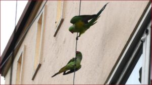 Two Parrots in a wire