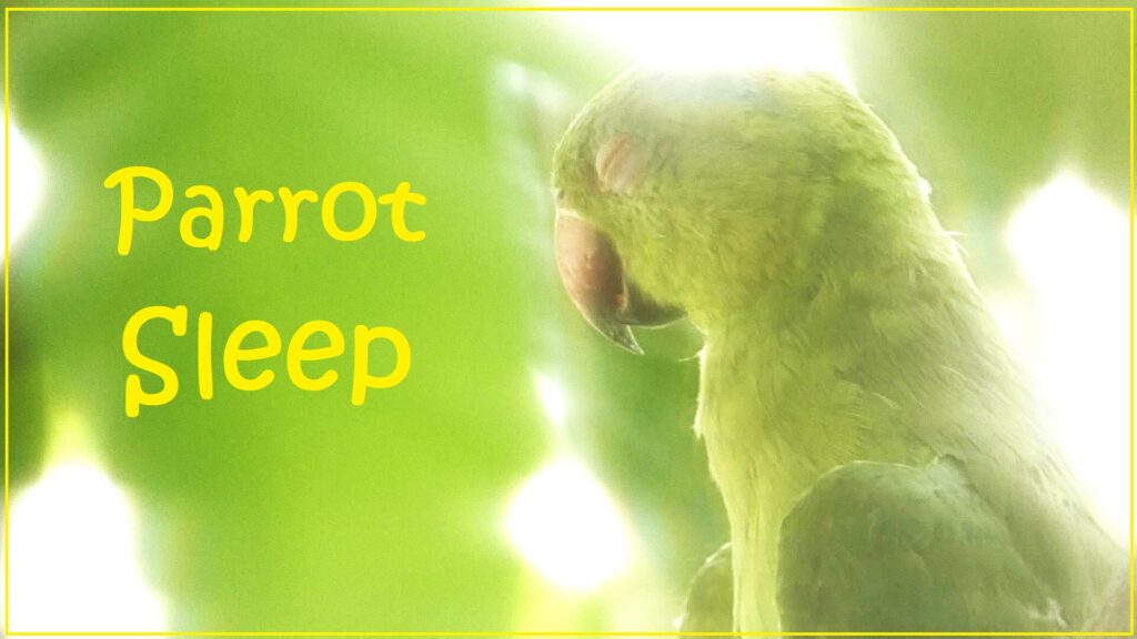 Parrot sleep banner