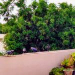 IMG_20200615_070540280_HDR~2
