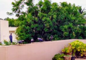 IMG_20200615_070540280_HDR~2