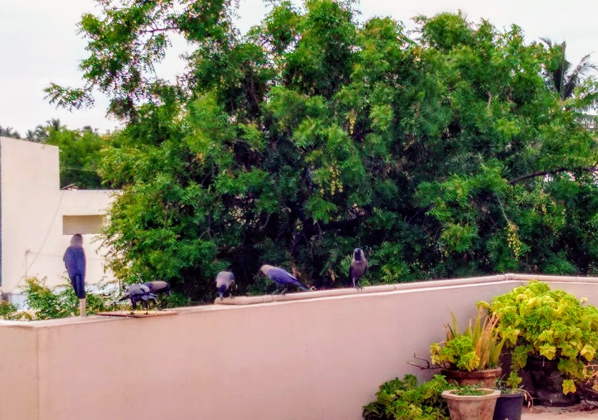 IMG_20200615_070540280_HDR~2