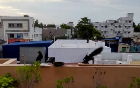 இங்கிலாந்திலிருந்து ஒரு மடல் . . . 303